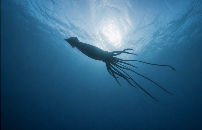 Rare And Elusive Giant Squid Spotted Off WA’s Coast