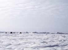 Ice May Release More Iron Than Climate Models Predict - Study From Umeå University