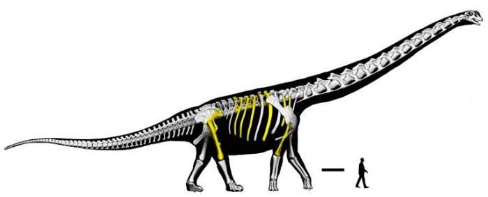 ‘Last Titan’: Southeast Asia’s Biggest Dinosaur Discovered