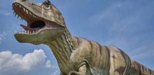Why Did Meat-Eating Dinosaurs Like T. Rex Have Such Tiny Arms?