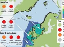 Plankton Decline Across North East Atlantic - Stark Warning For Ocean Health