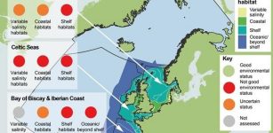 Plankton Decline Across North East Atlantic - Stark Warning For Ocean Health