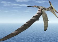Fossilized Wing Of A Prehistoric Pterosaur Just Rewrote The Fossil Rulebook