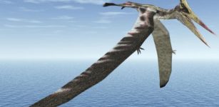 Fossilized Wing Of A Prehistoric Pterosaur Just Rewrote The Fossil Rulebook