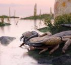 Praearcturus Gigas: The Biggest Scorpion Ever Revealed by 415-Million-Year-Old Fossils