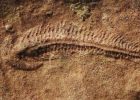 Earliest Evidence Of “Right-Handedness” In The Animal Kingdom