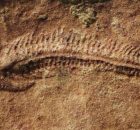 Earliest Evidence Of “Right-Handedness” In The Animal Kingdom