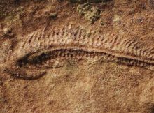 Earliest Evidence Of “Right-Handedness” In The Animal Kingdom