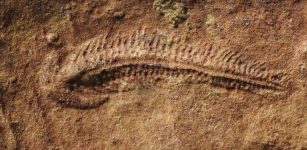 Earliest Evidence Of “Right-Handedness” In The Animal Kingdom