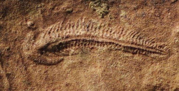 Earliest Evidence Of “Right-Handedness” In The Animal Kingdom