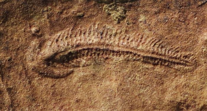 Earliest Evidence Of “Right-Handedness” In The Animal Kingdom
