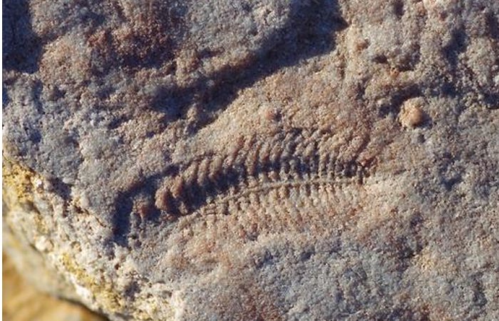 Earliest Evidence Of “Right-Handedness” In The Animal Kingdom