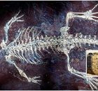 Fossil From Spain Shows What The Skin And Color Patterns Of Crocodiles Looked Like 125 Million Years Ago