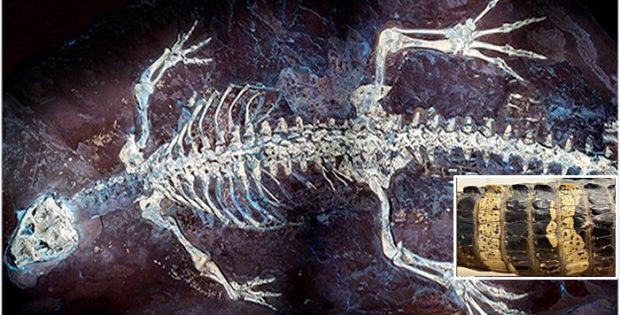 Fossil From Spain Shows What The Skin And Color Patterns Of Crocodiles Looked Like 125 Million Years Ago