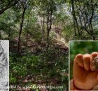 Forgotten Ancient Maya City El Yesal And Its Large Pyramids In The Balam Kú Biosphere Reserve, Mexico, Revealed By Archaeologists