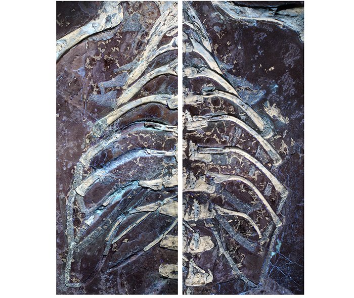 Fossil From Spain Shows What The Skin And Color Patterns Of Crocodiles Looked Like 125 Million Years Ago