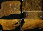 Tooth Marks On Fossil Bones from Cretaceous-Era Wyoming: T. rex Was Likely Responsible
