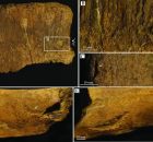 Tooth Marks On Fossil Bones from Cretaceous-Era Wyoming: T. rex Was Likely Responsible