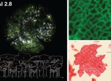 Paleontologists Reconstruct 56-Million-Year-Old Forests, Revealing Striking Parallels To Current Climate Change
