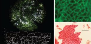 Paleontologists Reconstruct 56-Million-Year-Old Forests, Revealing Striking Parallels To Current Climate Change