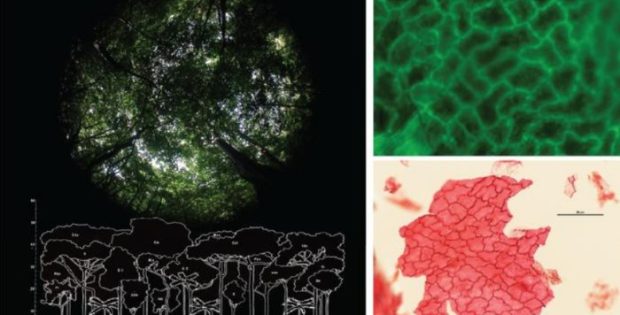 Paleontologists Reconstruct 56-Million-Year-Old Forests, Revealing Striking Parallels To Current Climate Change