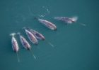 Narwhals Help Uncover Unique Data From The Deepest East Greenland Fjords