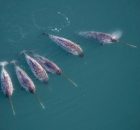 Narwhals Help Uncover Unique Data From The Deepest East Greenland Fjords
