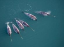 Narwhals Help Uncover Unique Data From The Deepest East Greenland Fjords