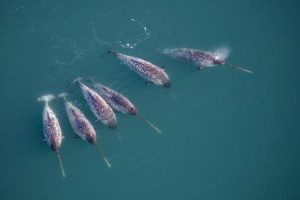 Narwhals Help Uncover Unique Data From The Deepest East Greenland Fjords