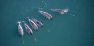Narwhals Help Uncover Unique Data From The Deepest East Greenland Fjords