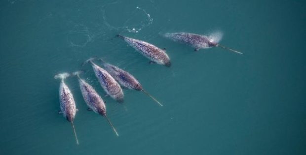 Narwhals Help Uncover Unique Data From The Deepest East Greenland Fjords