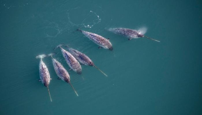 Narwhals Help Uncover Unique Data From The Deepest East Greenland Fjords