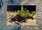 Mountain Plants Make Their Own Steady Living Conditions