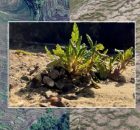Mountain Plants Make Their Own Steady Living Conditions