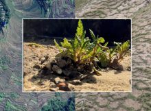 Mountain Plants Make Their Own Steady Living Conditions