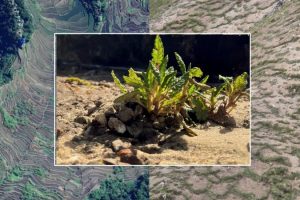 Mountain Plants Make Their Own Steady Living Conditions