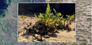 Mountain Plants Make Their Own Steady Living Conditions
