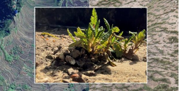 Mountain Plants Make Their Own Steady Living Conditions