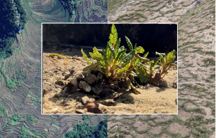 Mountain Plants Make Their Own Steady Living Conditions