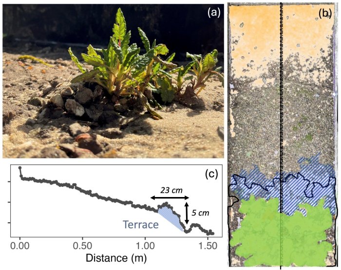 Mountain Plants Make Their Own Steady Living Conditions