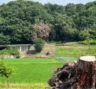 Japanese Hinoki Root Essential Oil may Support Better Sleep At Home