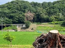 Japanese Hinoki Root Essential Oil may Support Better Sleep At Home