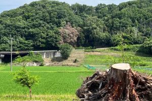 Japanese Hinoki Root Essential Oil may Support Better Sleep At Home