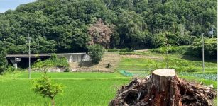Japanese Hinoki Root Essential Oil may Support Better Sleep At Home