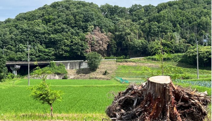 Japanese Hinoki Root Essential Oil may Support Better Sleep At Home