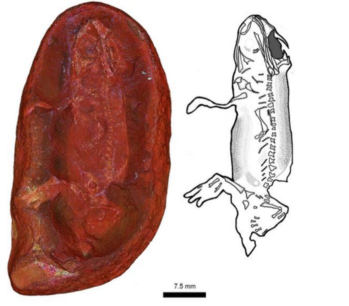 New Species Of Proto-Amphibian Described By Two Student Scientists, Named In Honor Of Their Moms