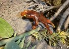 New Species Of Proto-Amphibian Described By Two Student Scientists, Named In Honor Of Their Moms
