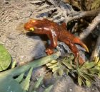New Species Of Proto-Amphibian Described By Two Student Scientists, Named In Honor Of Their Moms
