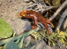 New Species Of Proto-Amphibian Described By Two Student Scientists, Named In Honor Of Their Moms