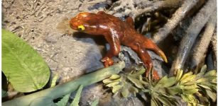 New Species Of Proto-Amphibian Described By Two Student Scientists, Named In Honor Of Their Moms